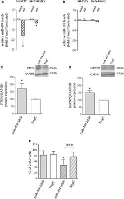 microRNA-494 Favors HO-1 Expression in Neuroblastoma Cells Exposed to Oxidative Stress in a Bach1-Independent Way